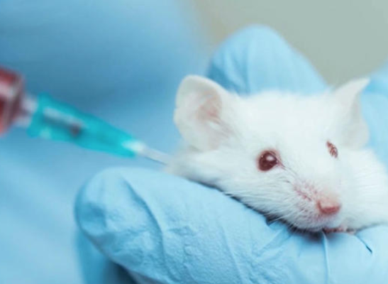 animal testing procedures