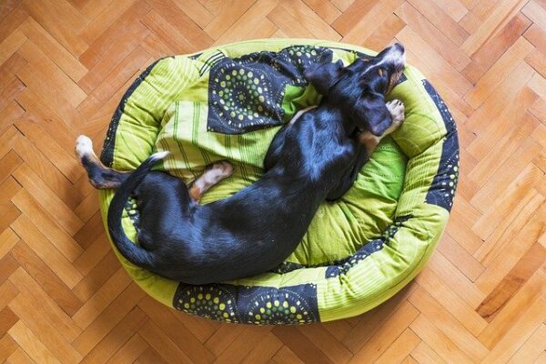 dog on bed