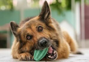 how to clean dog toys