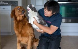 introduce kitten to dog