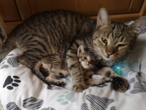 let kitten meet existing cat