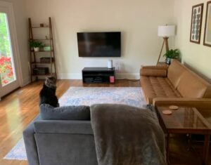 prepare home for new kitten
