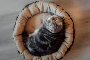 how often clean pet bed