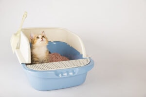 cat litter box