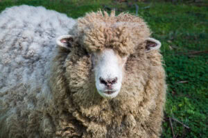 merino wool