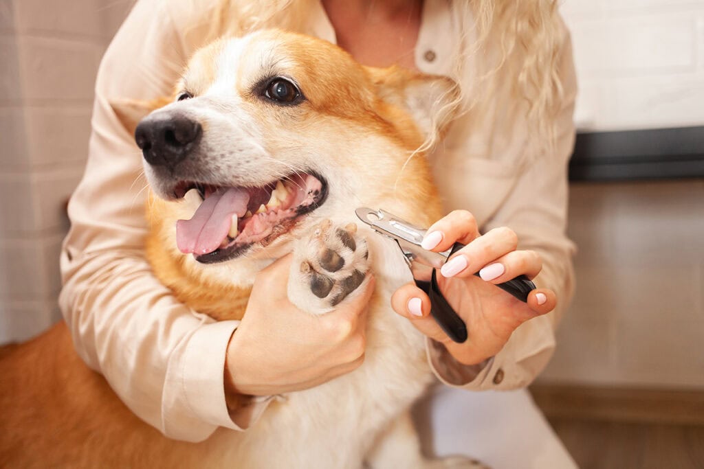 trim dog nails