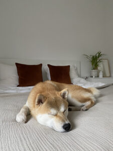 dog in bed