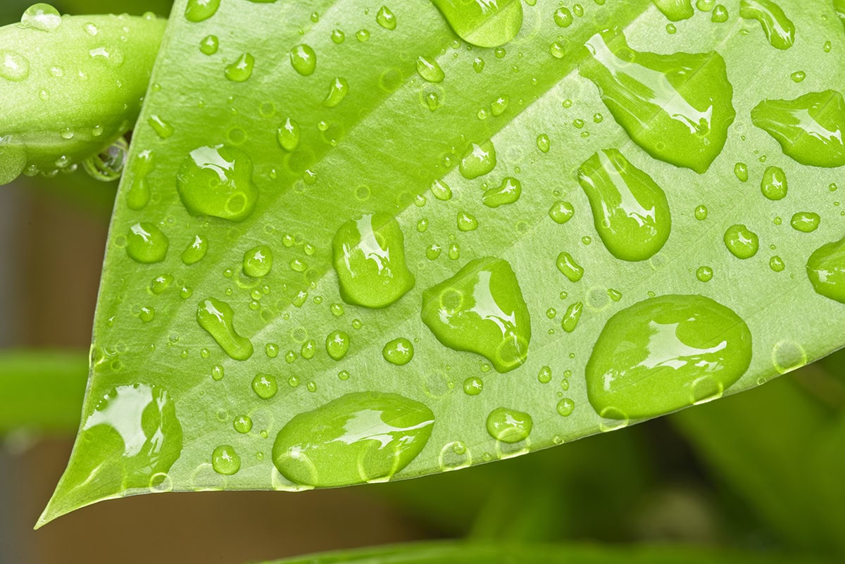 rainwater