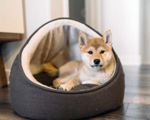 shapes of dog bed
