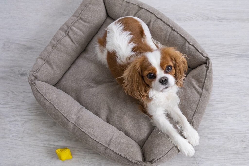 how to wash dog beds