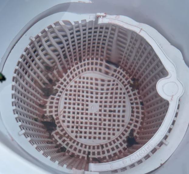 clean skimmer basket