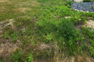 drainage field