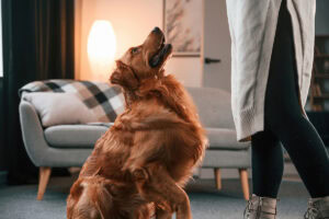 how to prevent dogs from peeing on furniture
