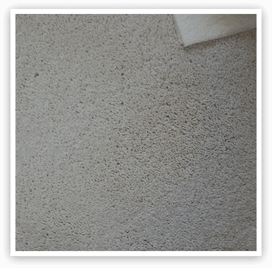 active pet odor stain eliminator step 3