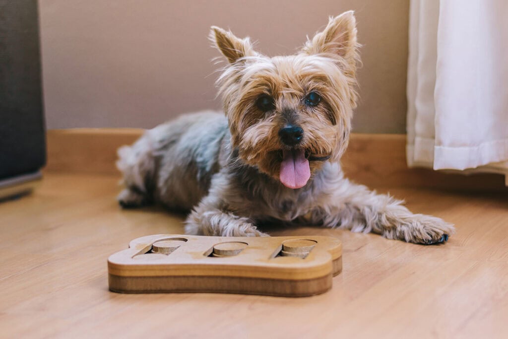 dog puzzle toy