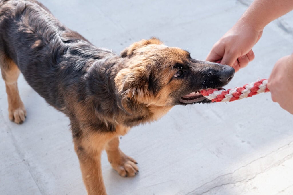 dog with rope toy