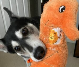 plush dog toy