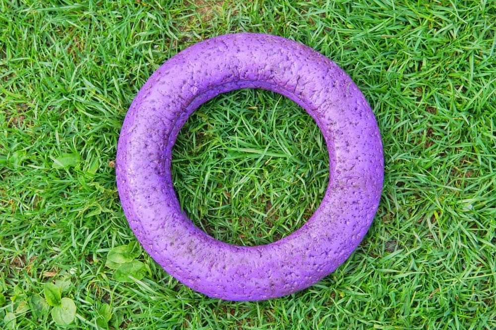 rubber dog toy