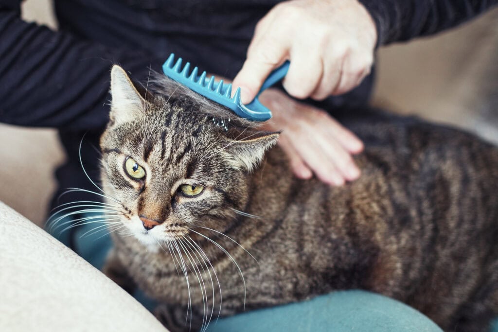 brush cat hair