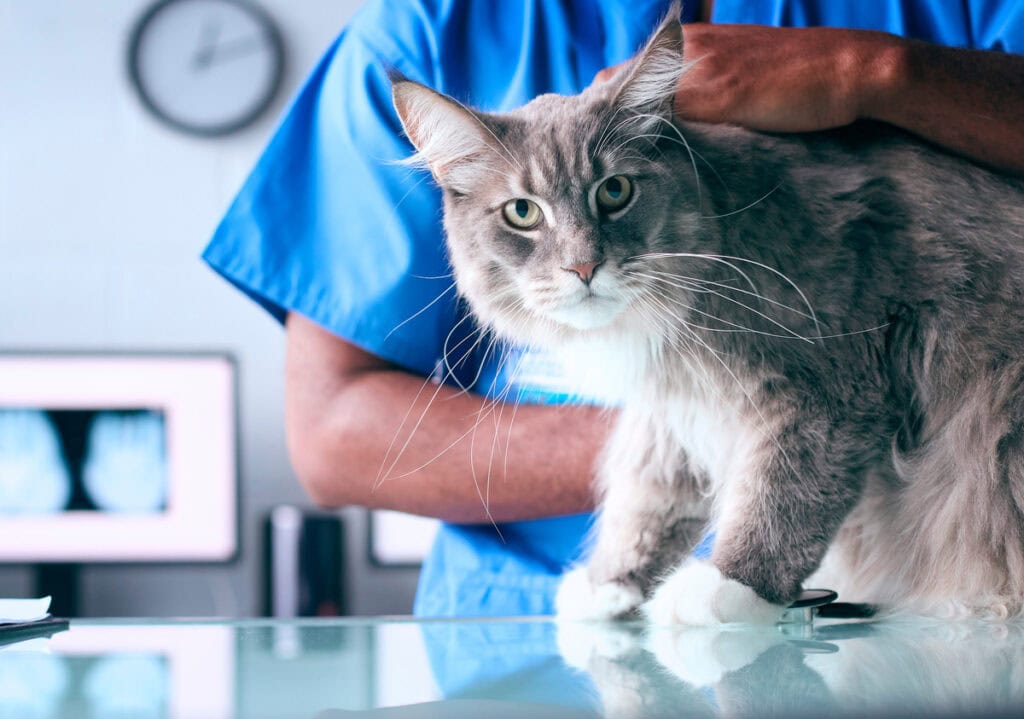cat at vet1