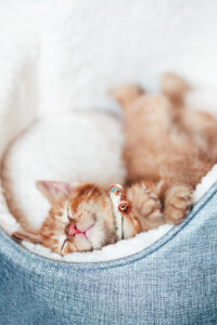 cat in cat bed1