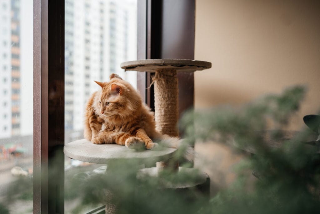 cat in cat tree1