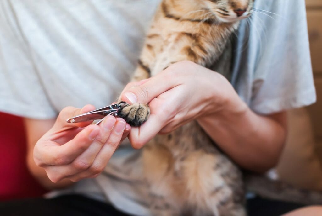 cut cat nails1