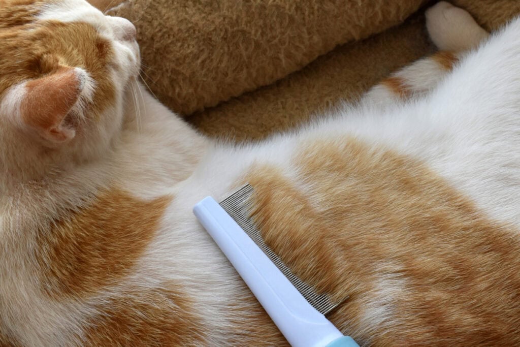 fine metal cat comb1