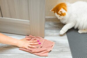 immediate steps for fresh cat urine
