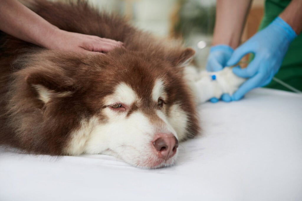 sick dog1