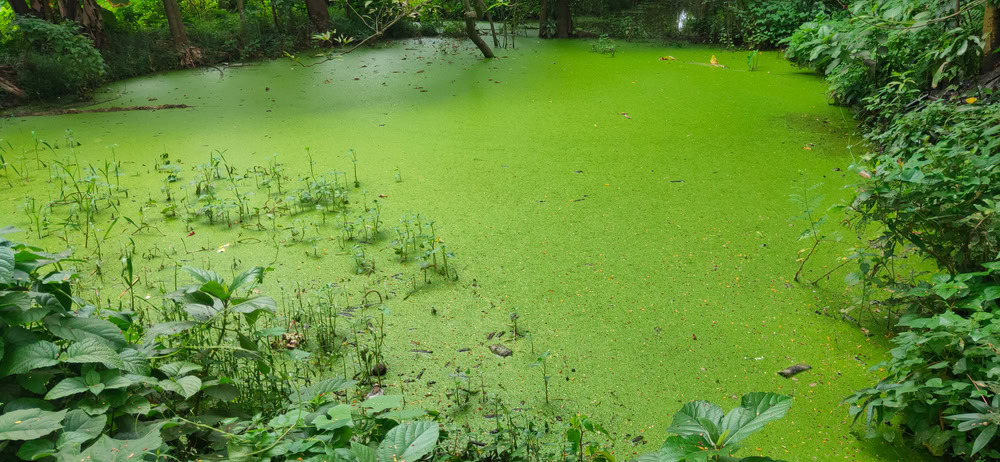 Eutrophication