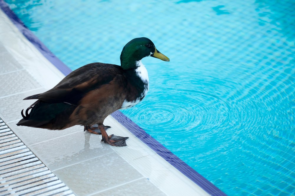 how to keep ducks out of a pool