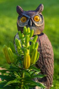 owl decoy