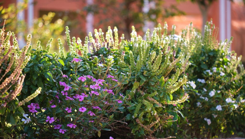 shrubs1